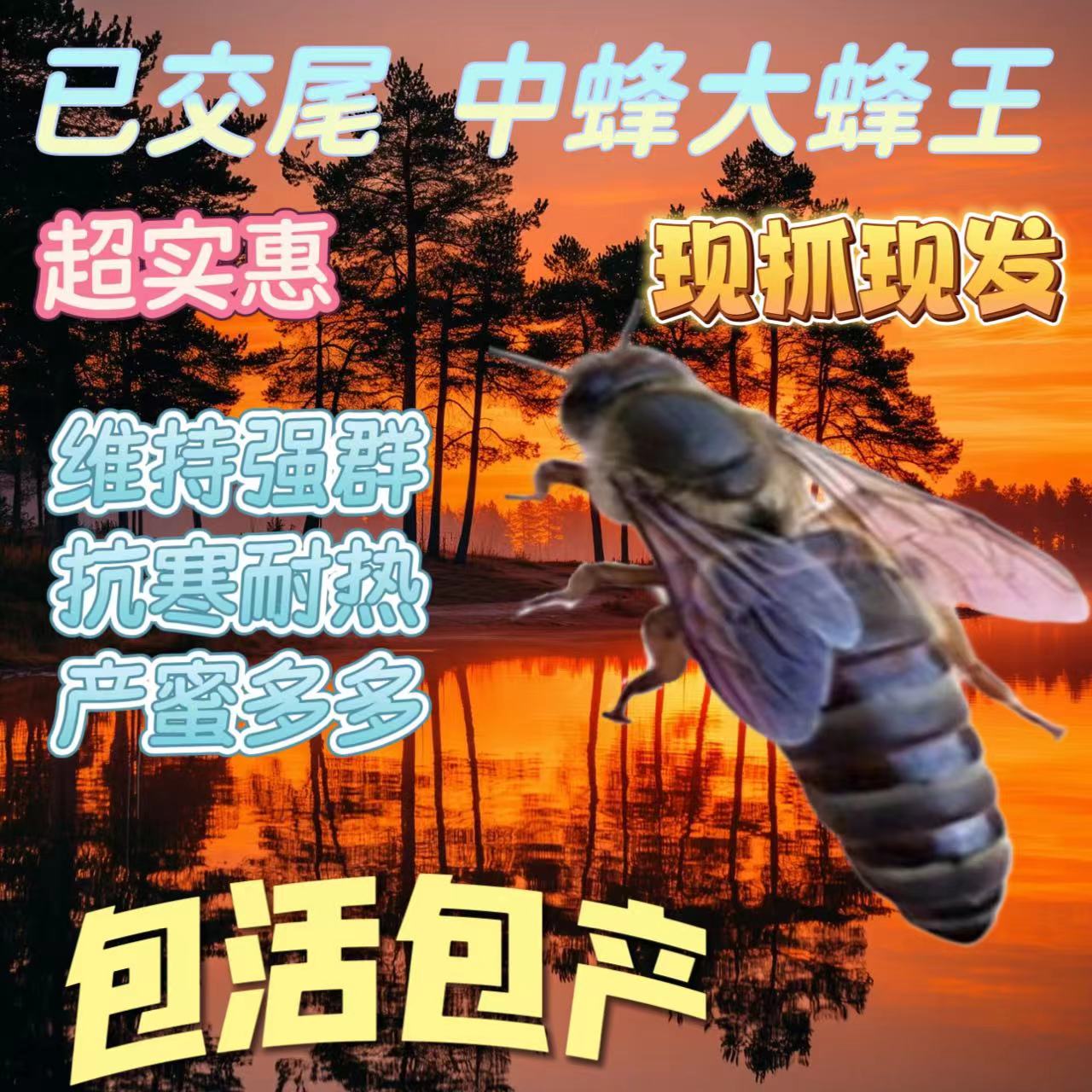 【已开产6个月老王】中蜂开产新王中蜂产卵王交尾蜂王阿坝王强群王