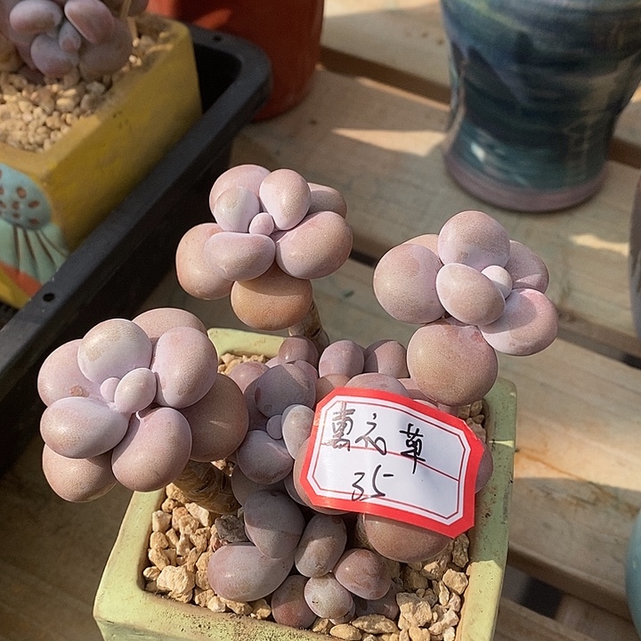 薰***草胭脂精品多肉桃蛋多肉