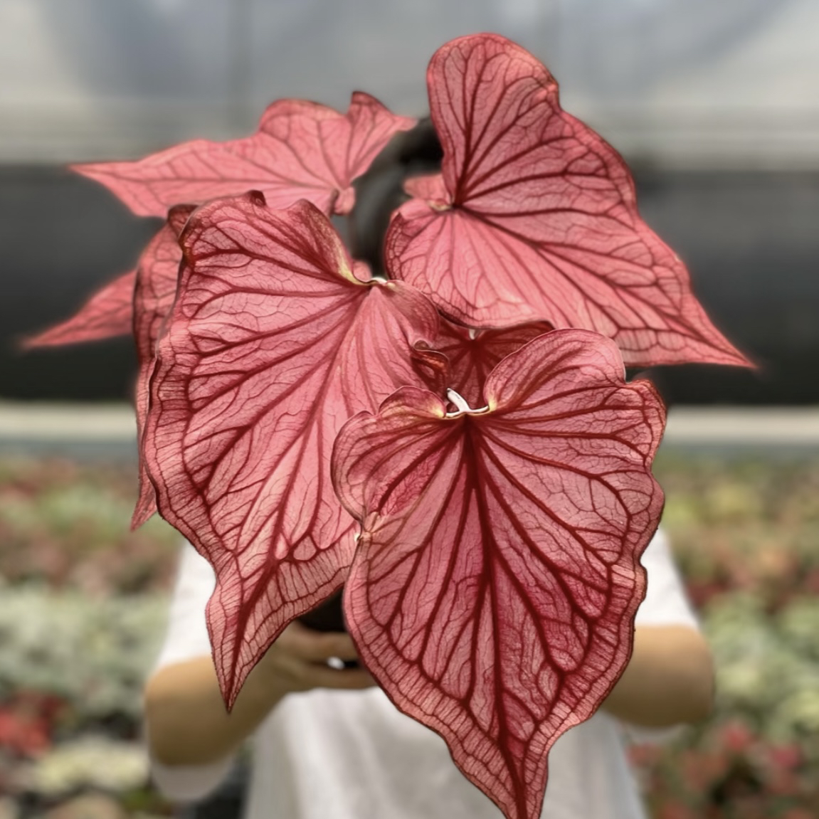 进口大球【沙漠日落】优雅永不过时！彩叶芋热植耐热多年生ins风