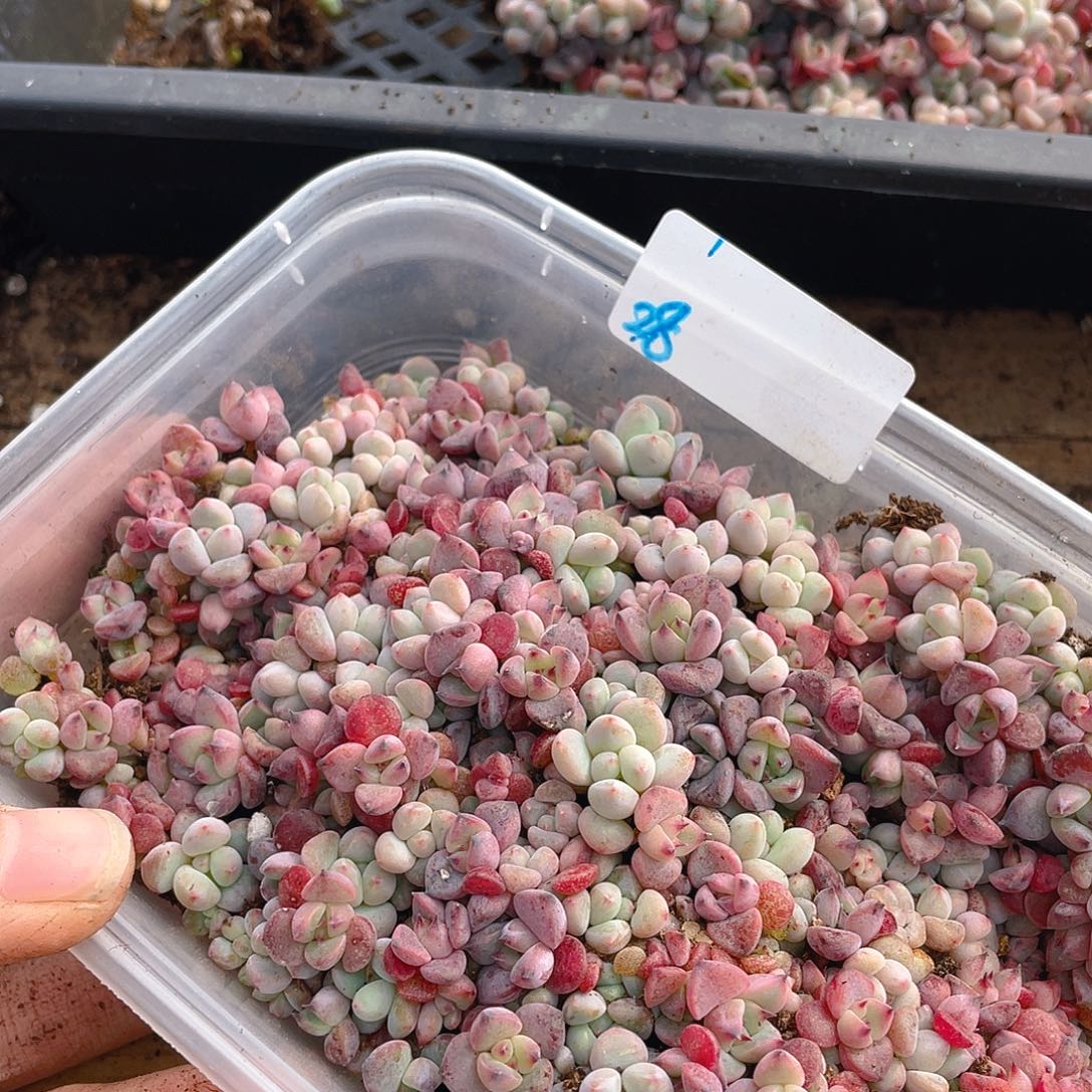 纟***每多肉植物多肉植物28