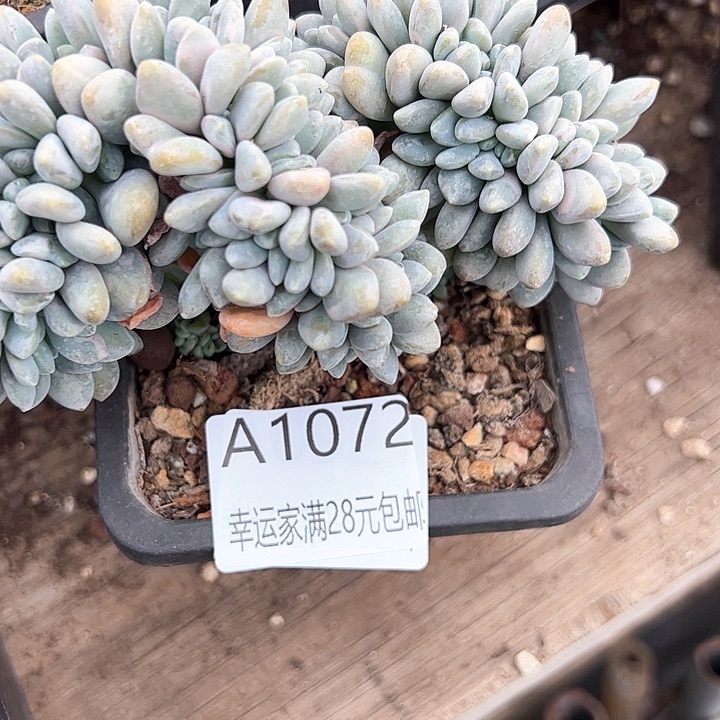 幸运的是我的朋友们