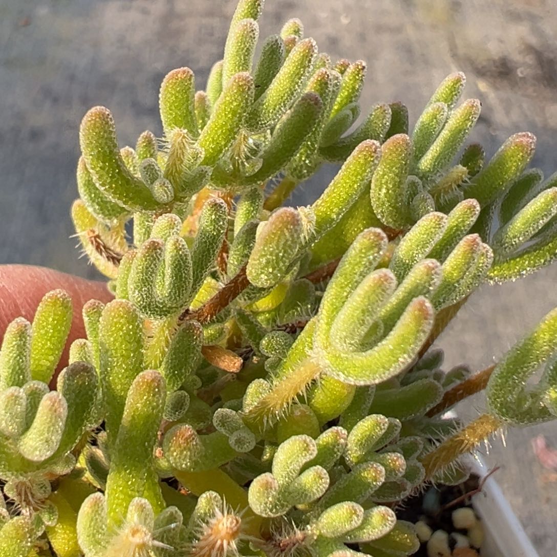 ·***·好看好看的不知名减过邮费价