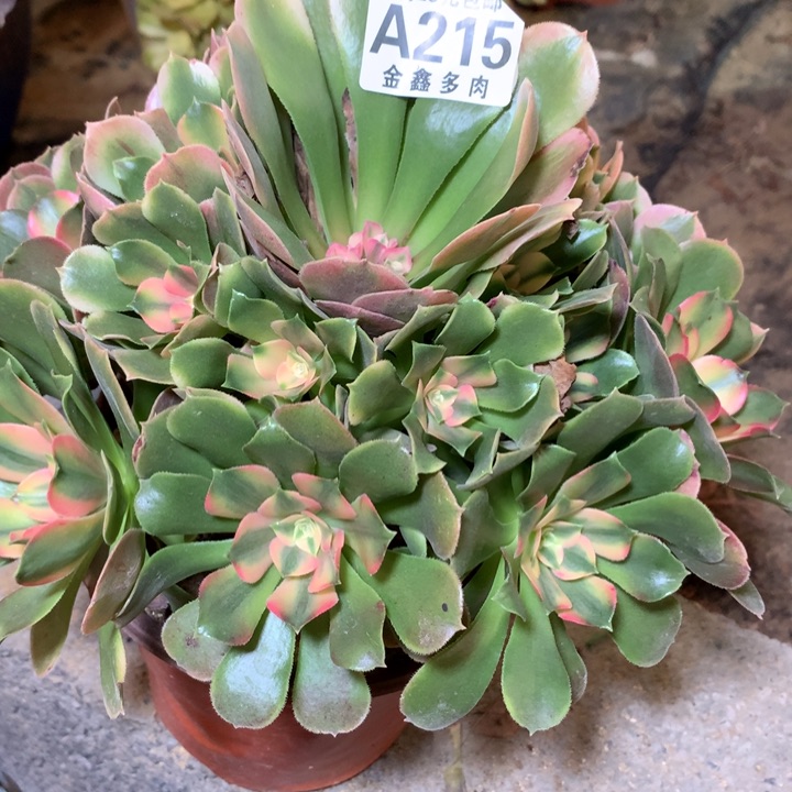 215多肉植物一物一拍