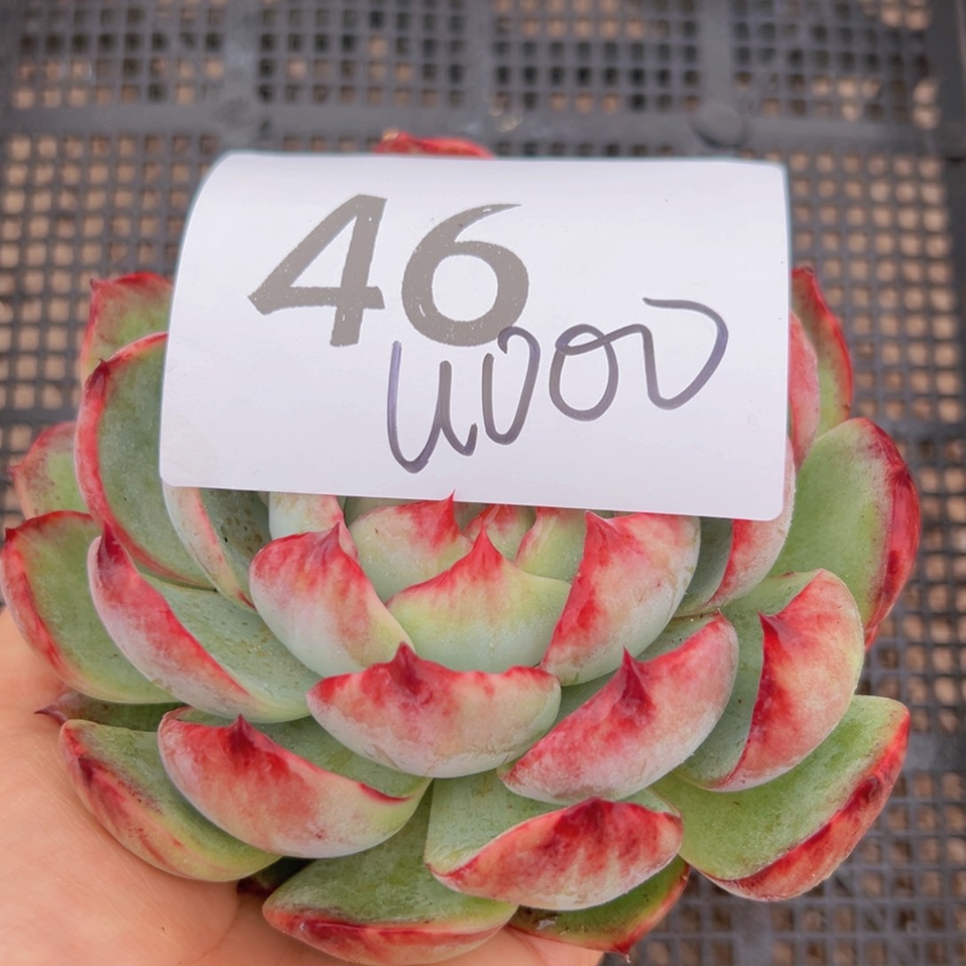 w****o46（哥哥还好吧那你快看看