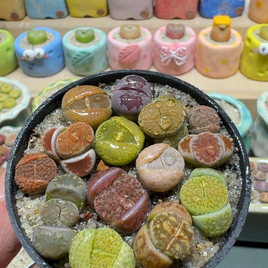 红陶蘑菇960花花