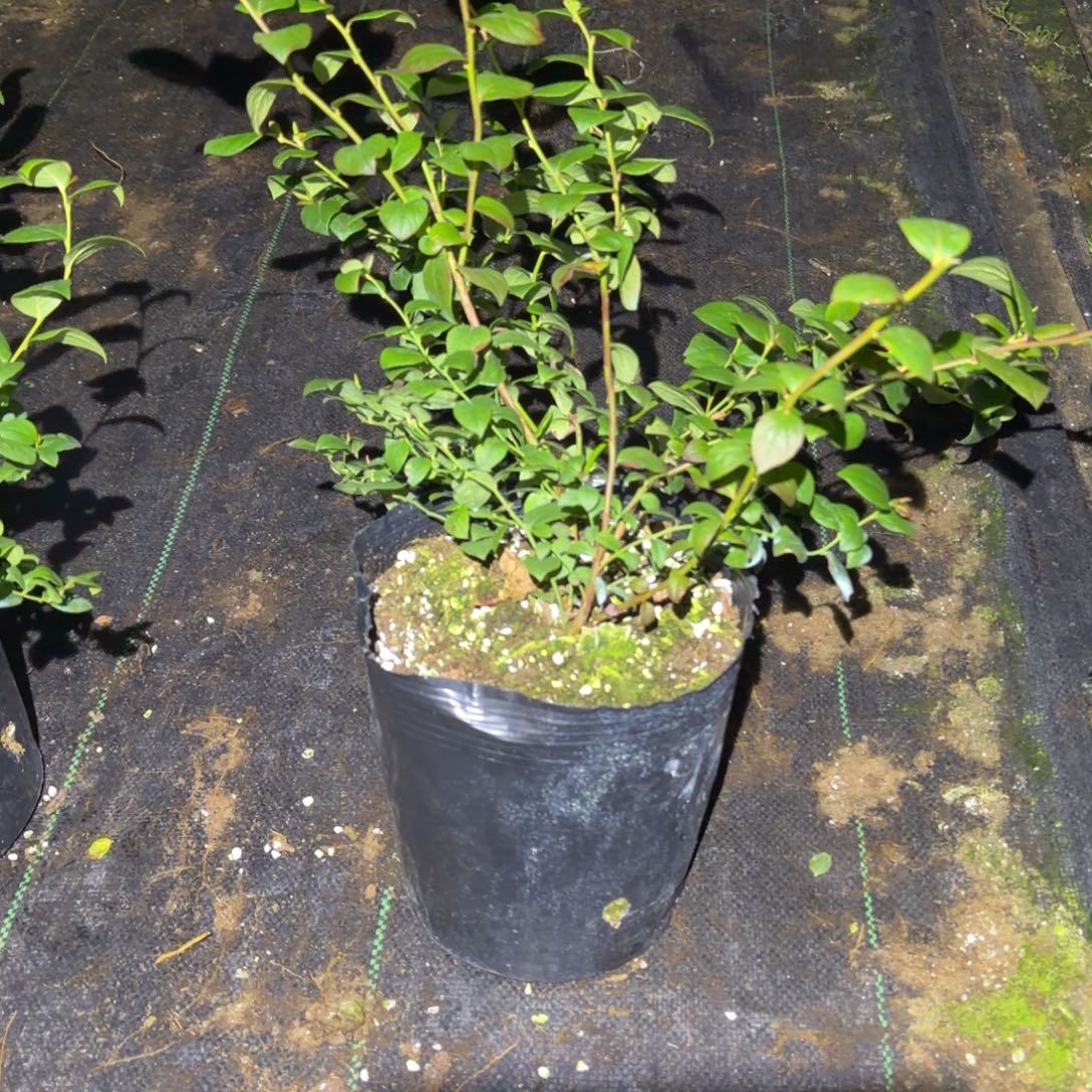 大钵花香一棵，无售后