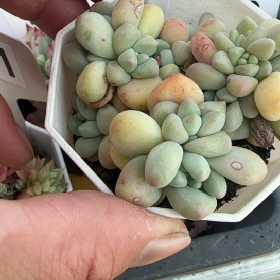 176奶酪蛋糕一物一拍多肉