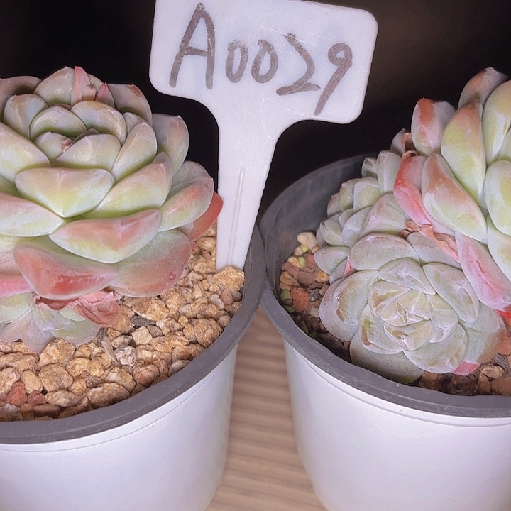 七****呛冰玉两颗一物一拍A0029