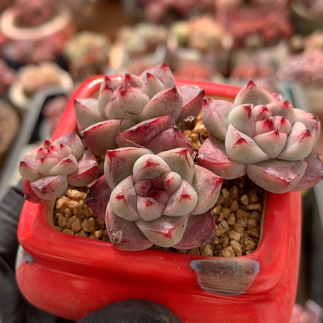 ぞ***️佳人多肉新粉福利