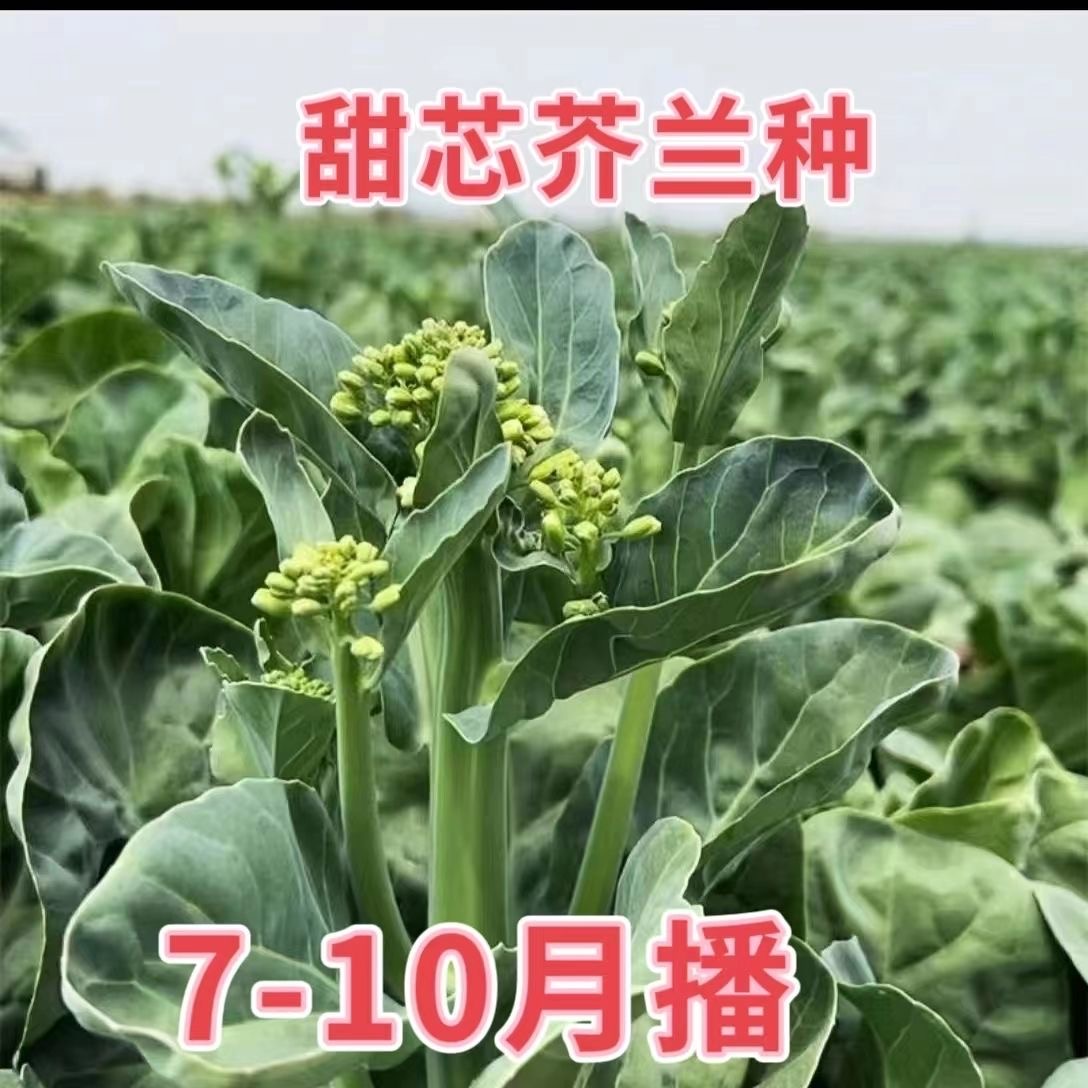 【全店满8包包邮】【甜脆芥兰种子】