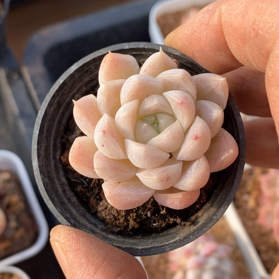 精品多肉一物一拍不包整315