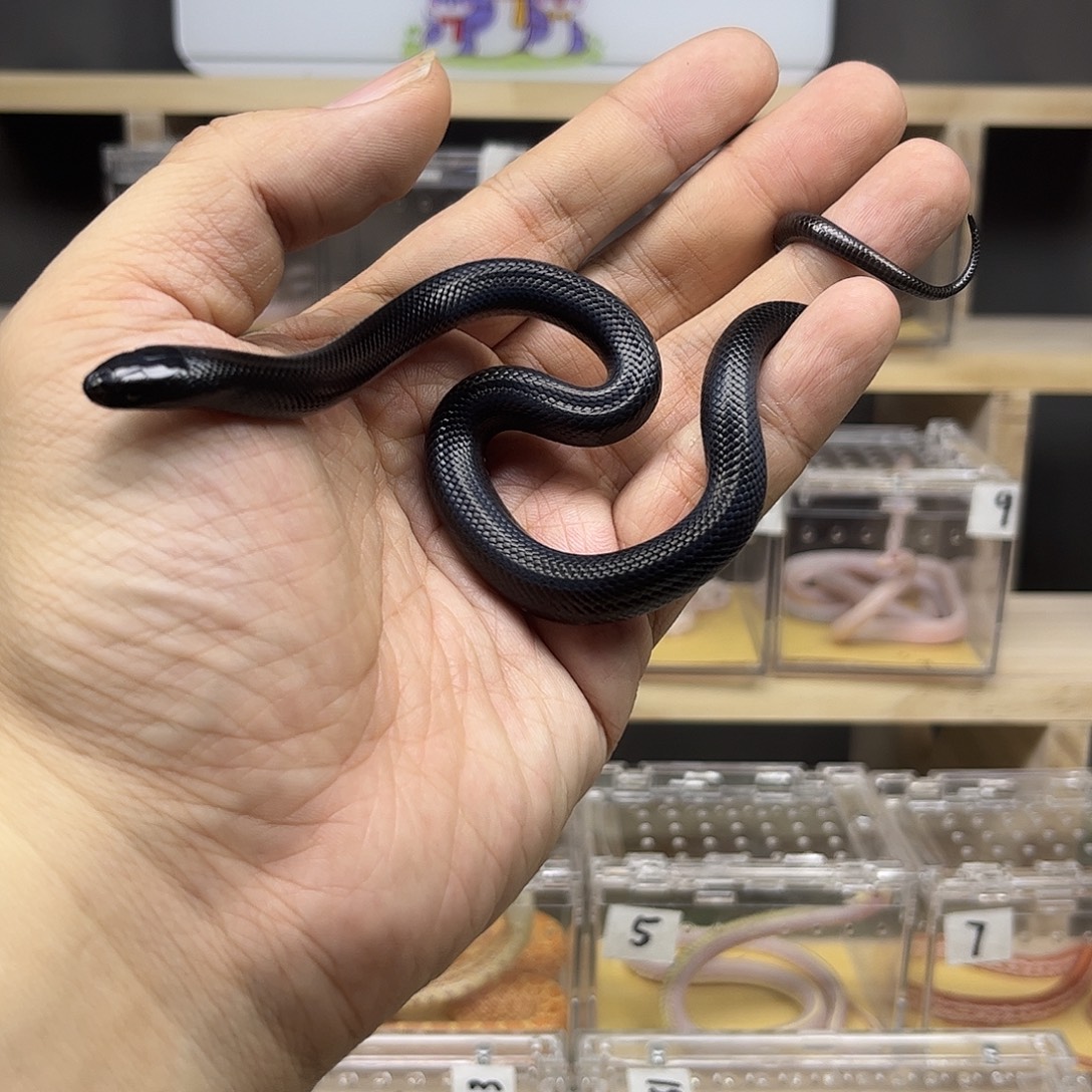 豹纹守宫精品墨西哥黑王（大苗公）