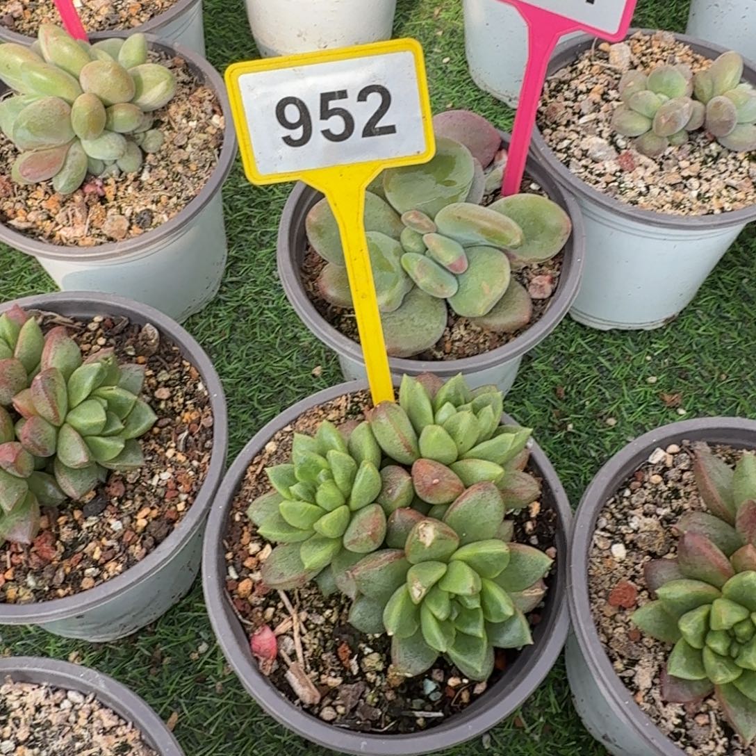 屎***、多肉植物漂亮多肉952