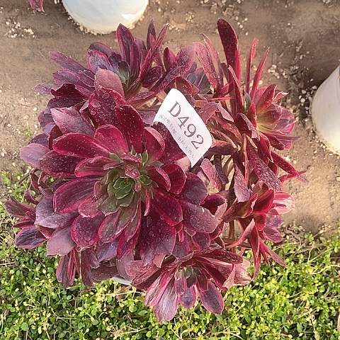 492赤霞飞多肉法师