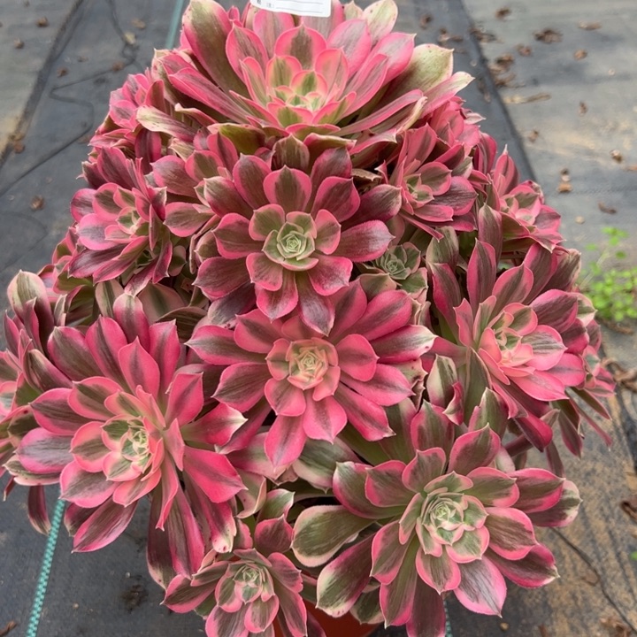 227男神33厘米左右