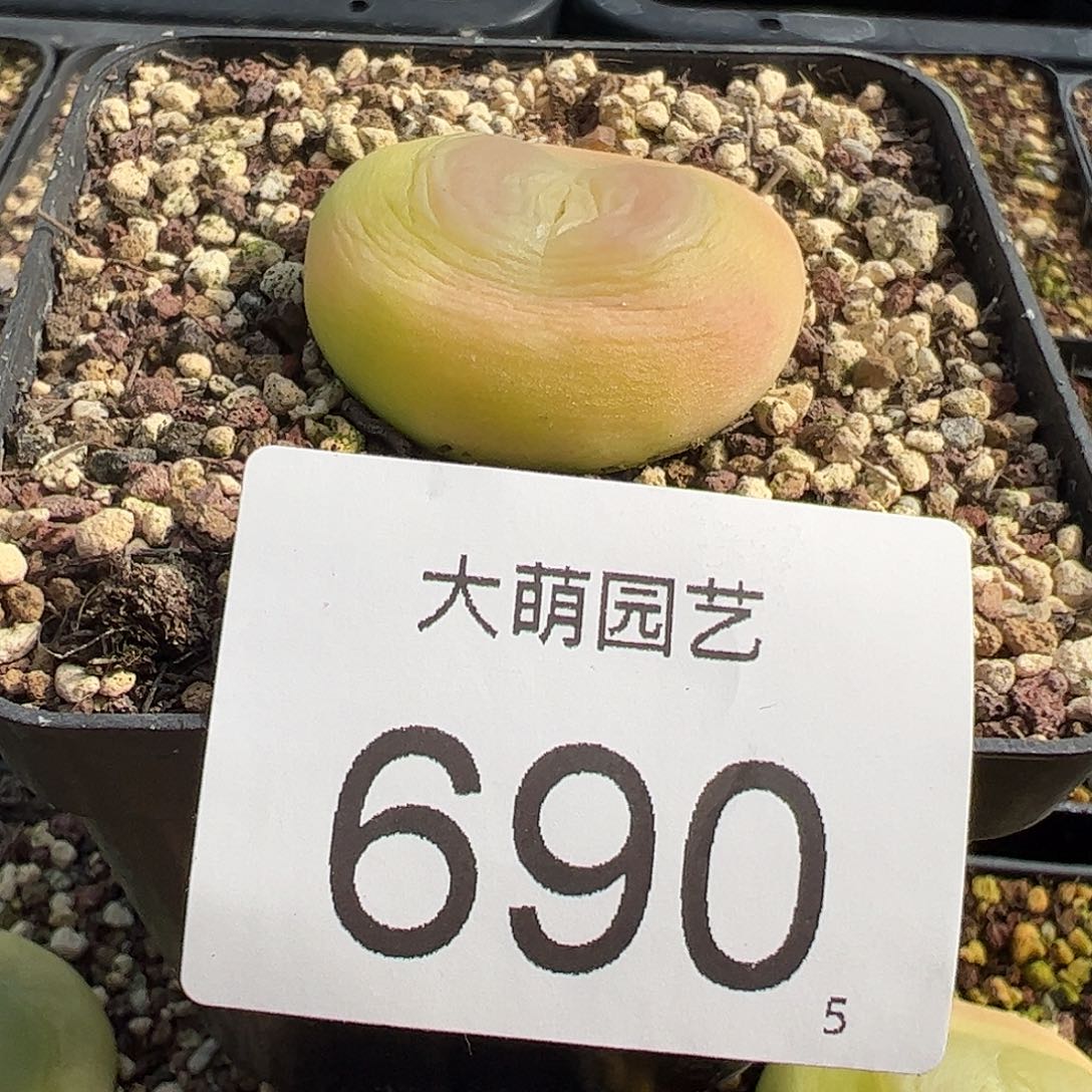 0000690一物一拍脱土发