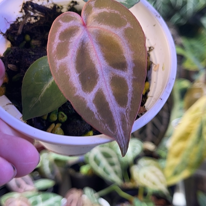 完全开放红皇后花烛