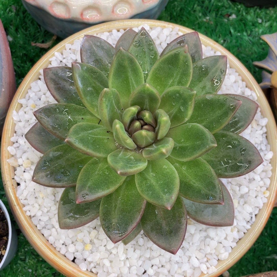 多肉植物盆栽多肉植物