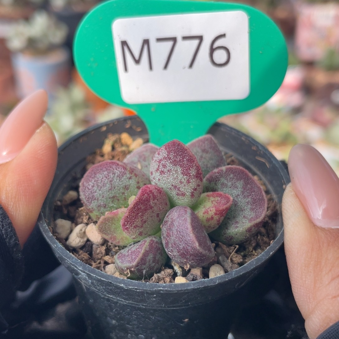 花斑鹿。  776。