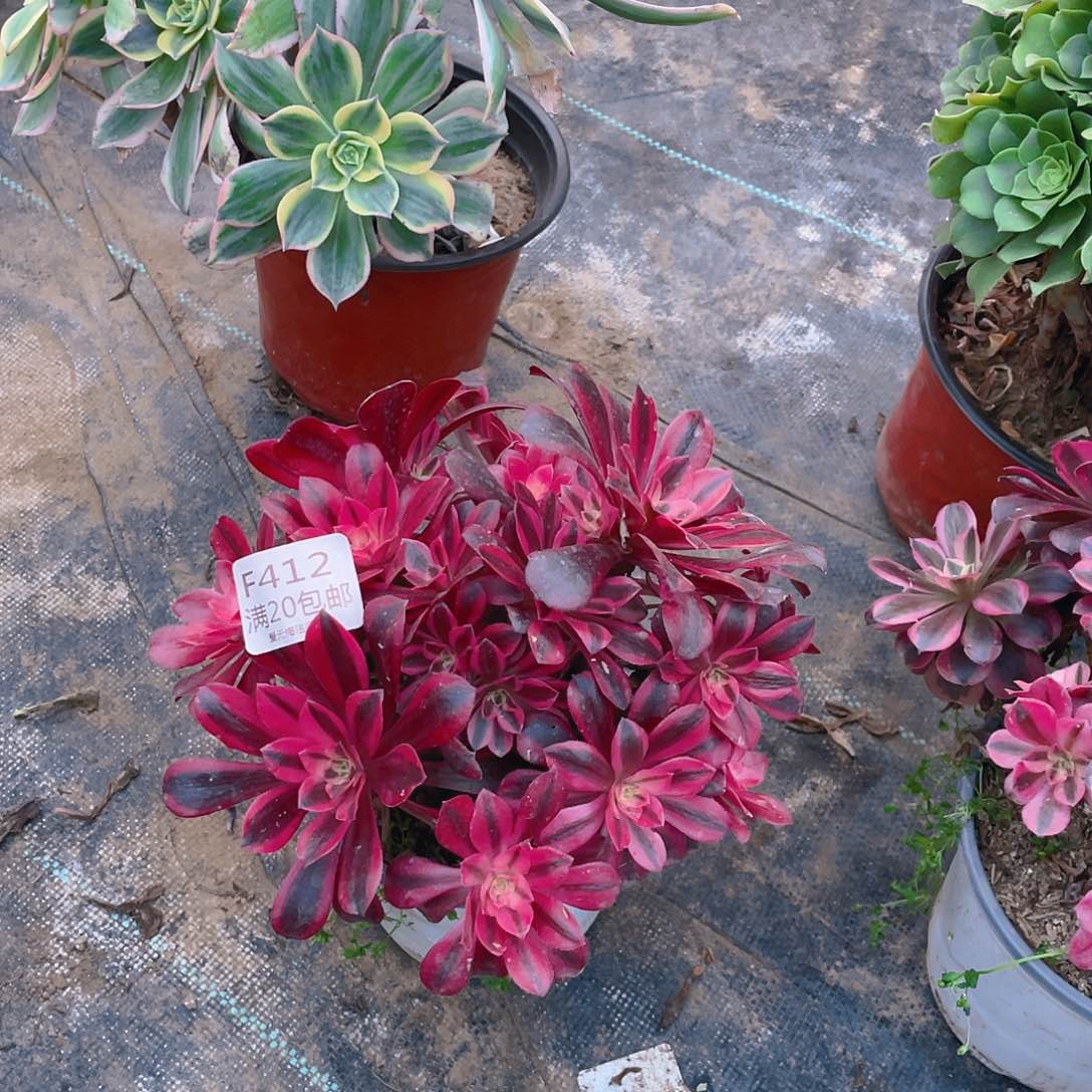 412美杜莎多肉法师有伤