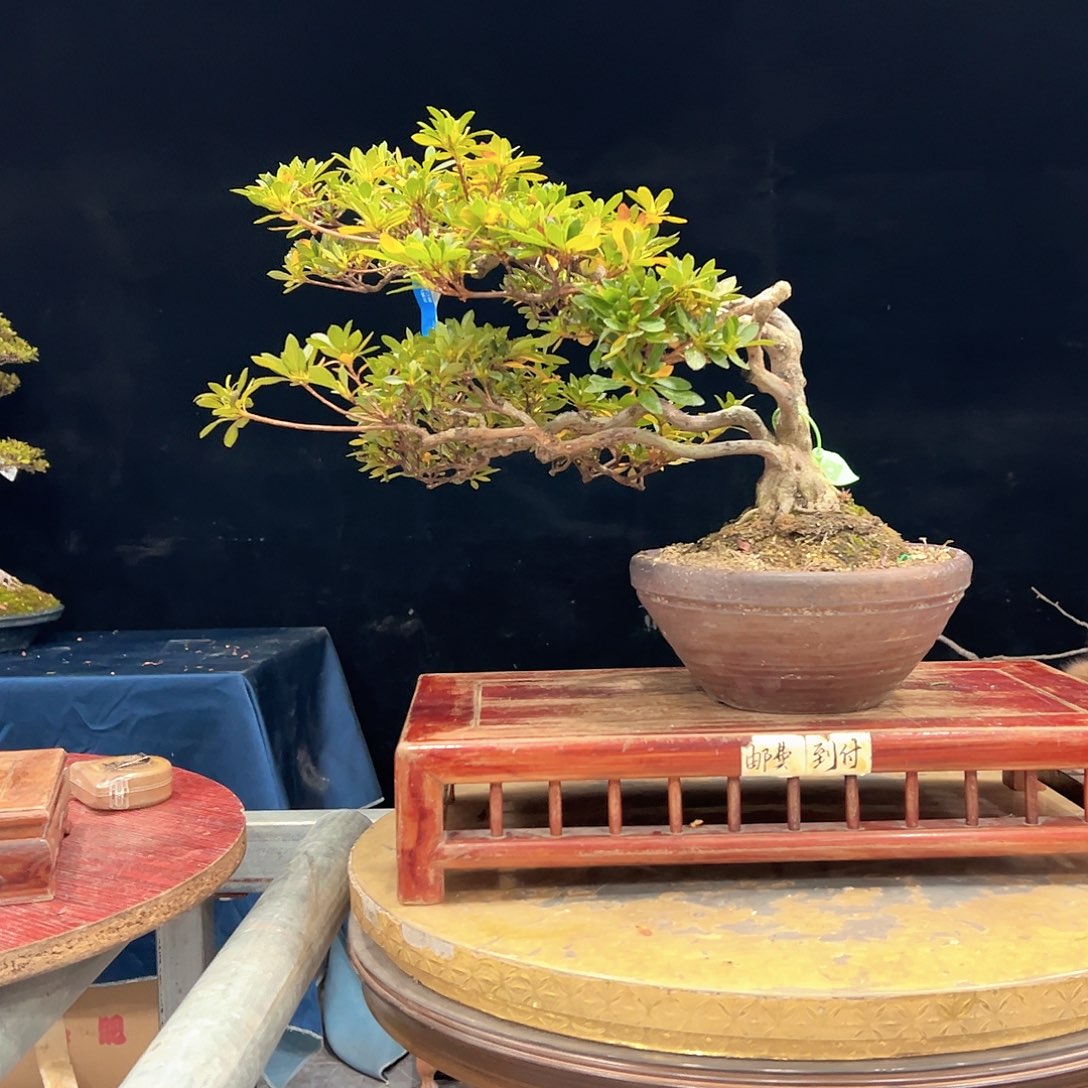 兰***3无花朵杜鹃花的诗作