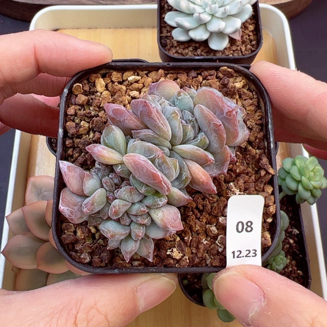 好好看08、哈哈哈哈