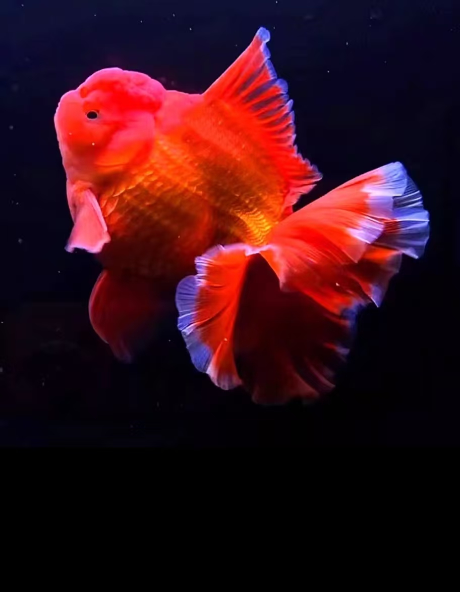 冷水淡水好养耐活的鸿运当头红狮金鱼观赏鱼3个品种混发