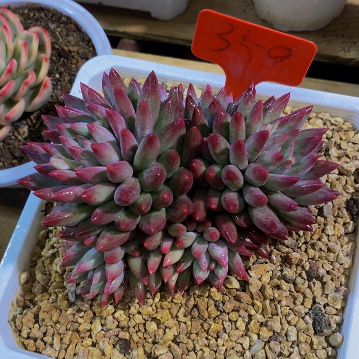 是吗这不还没有下班么