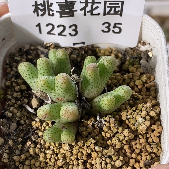 1223-35-斑马伤。    