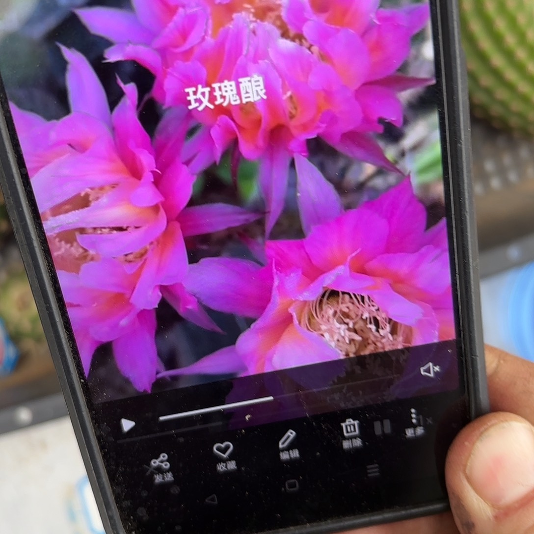 玫瑰酿彩侧牙20包邮仙人球2