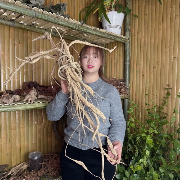 《牛大力》可煲汤泡酒野生自挖
