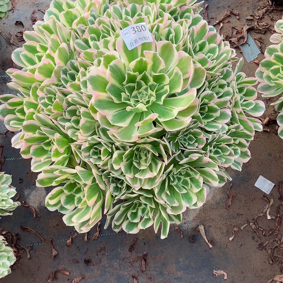无花朵多肉植物380