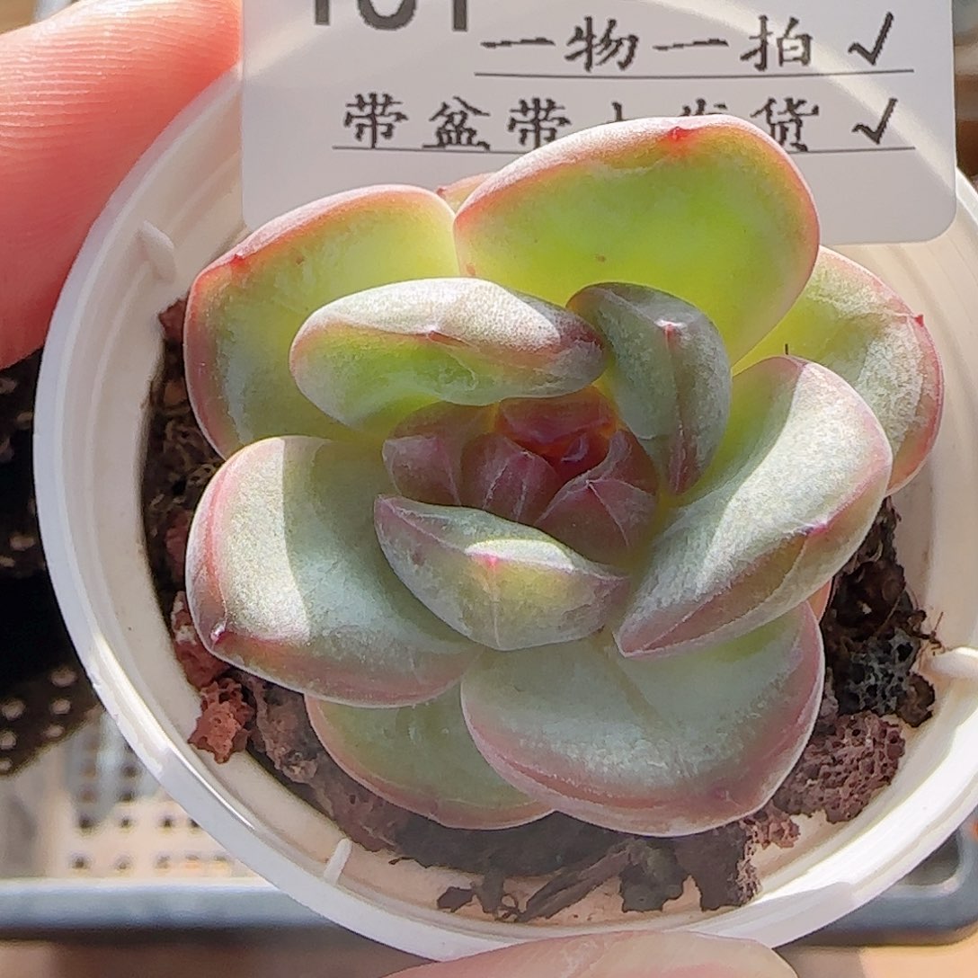 多肉0805-151星星珍妮