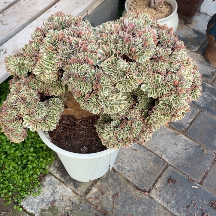 法师老桩缀化粉女巫