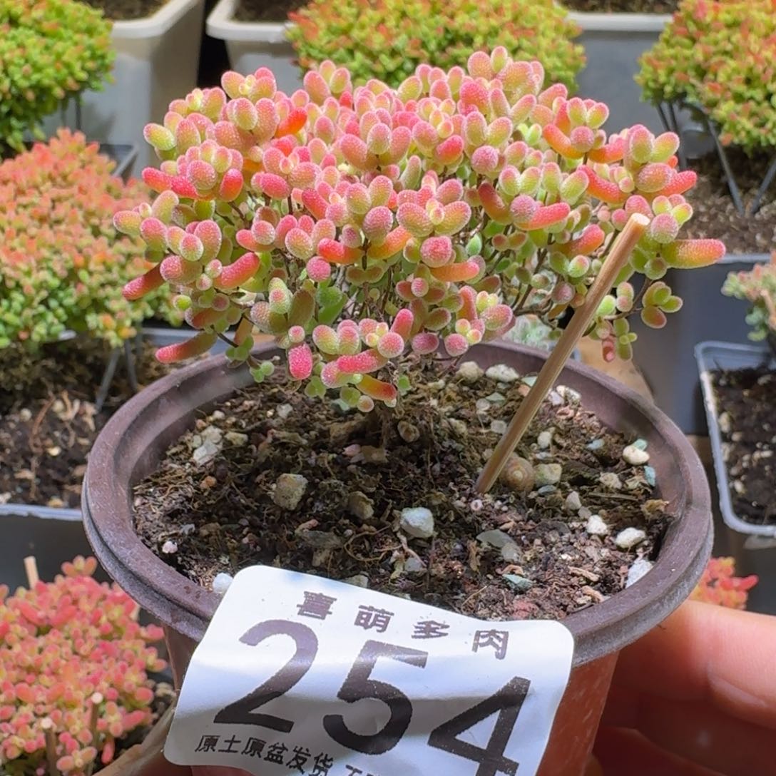 蜜橘糖球枝干番杏254