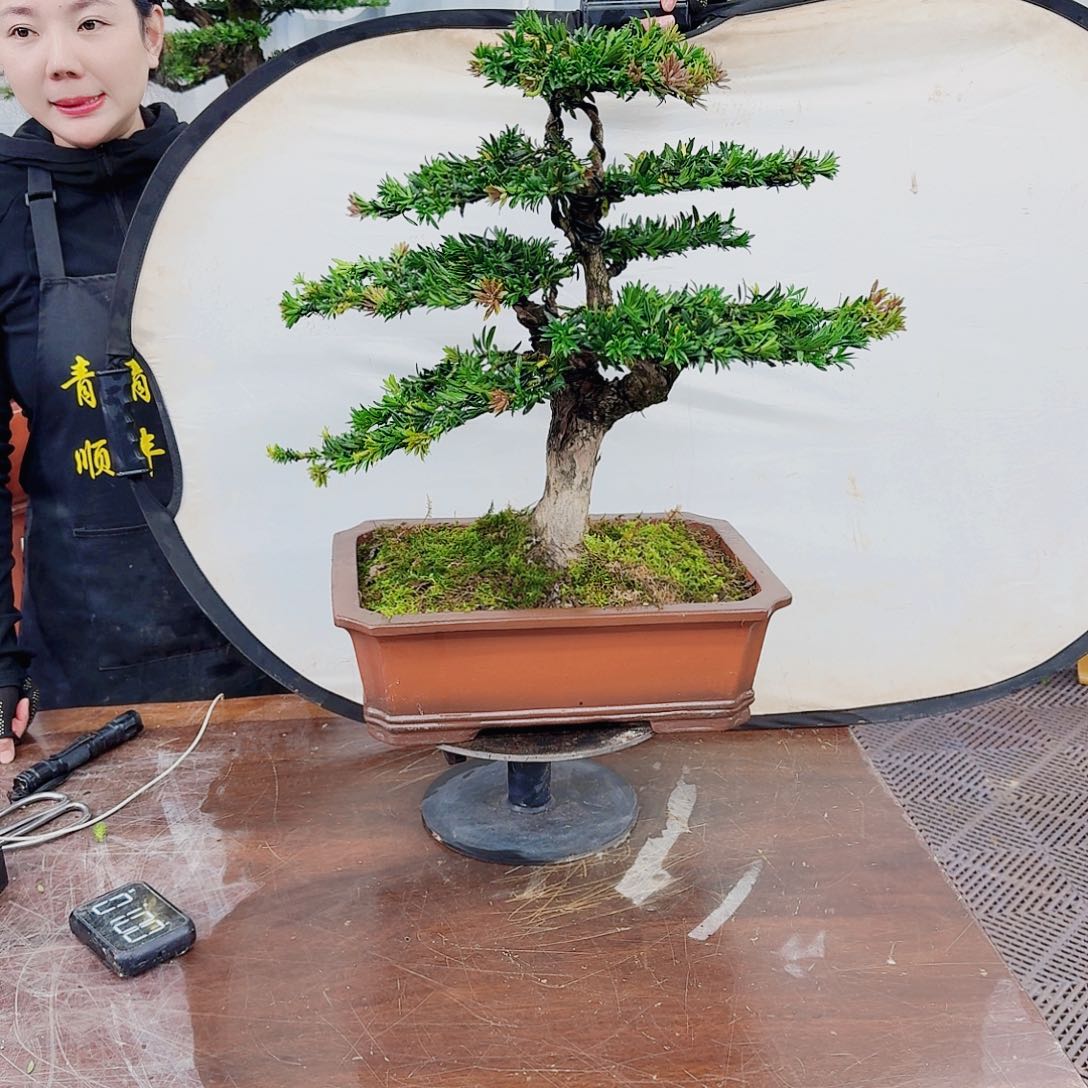 无花朵罗汉松一物一拍888