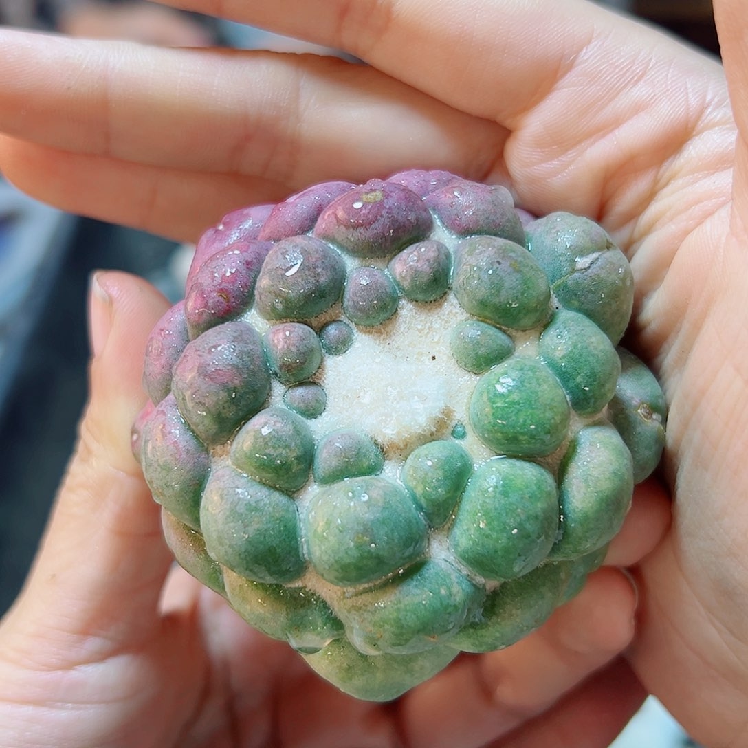 24号自根紫肌蜘蛛眼6.6公分