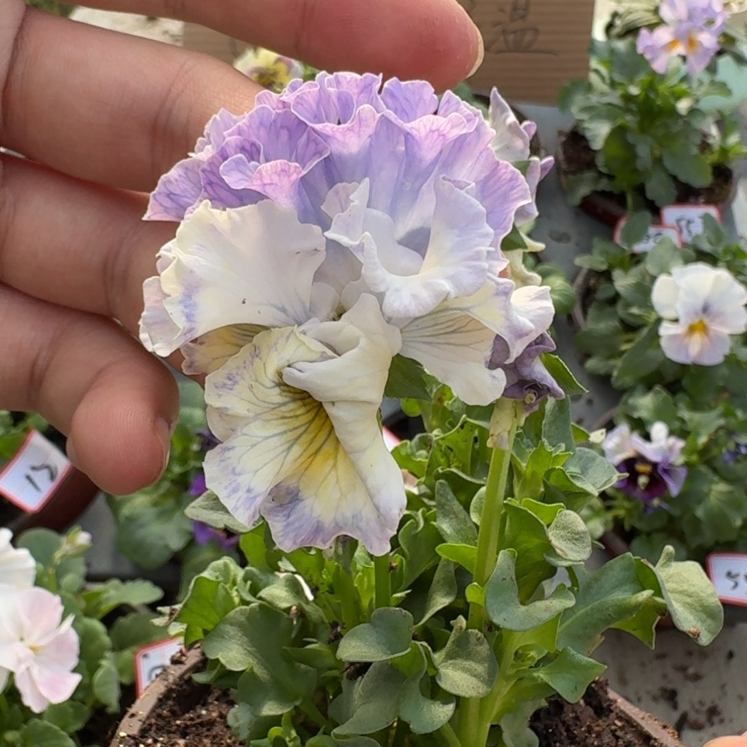 大部分花苞少量开放7