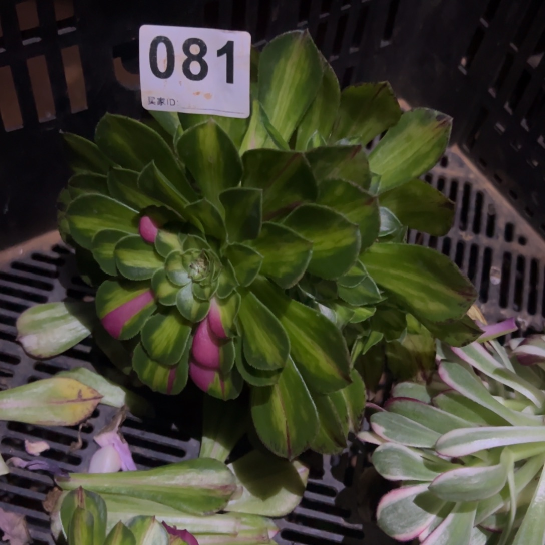 精品多肉植物081