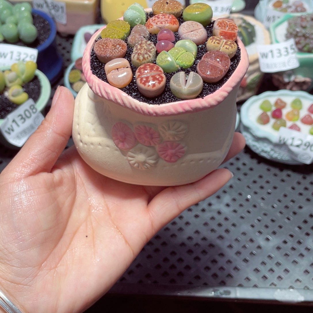 w1342 带盆土发货-零下地区拍保温箱