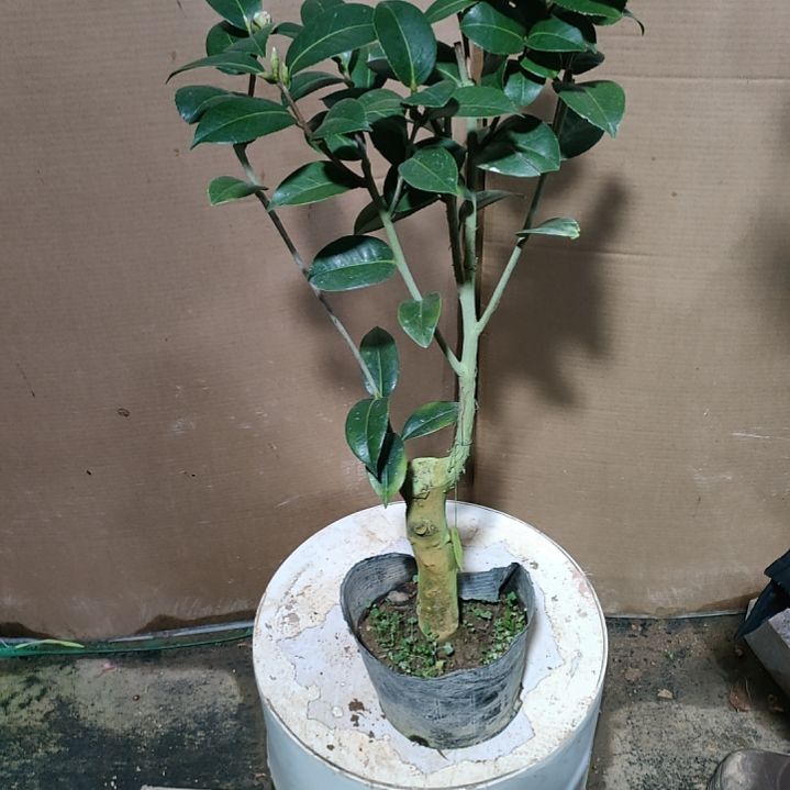 153斑水屋，原盆原土发货，不包邮