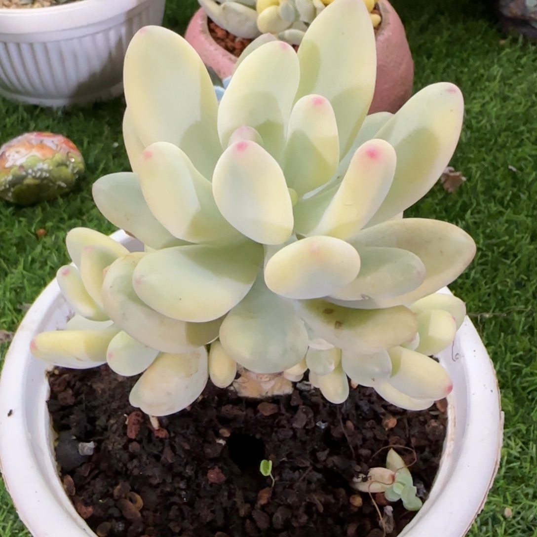 三日月美人锦多肉植物的