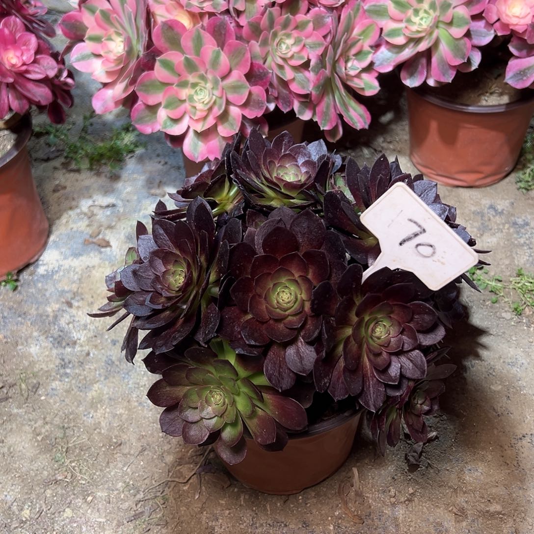 70多肉000000000000