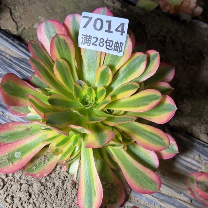 7014一号棚黄体女巫F