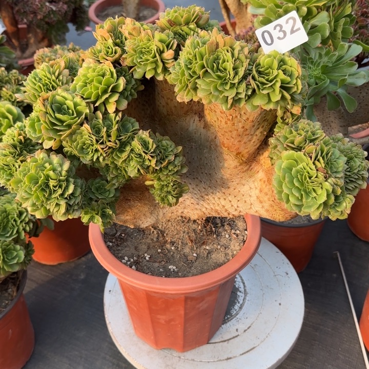 好***来多肉植物绿羊绒缀032