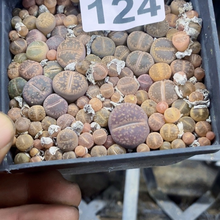 124生石花带盆一物一图如图