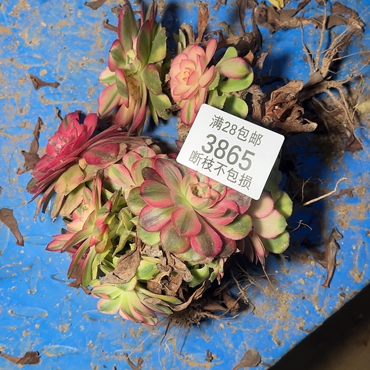 有***好3865三颗荔枝母本多肉植物