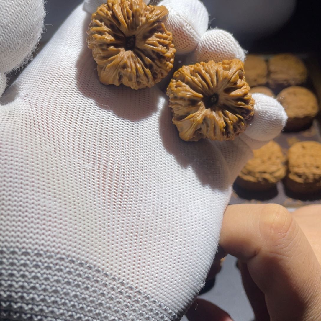 文玩核桃吊坠侏****龙核桃