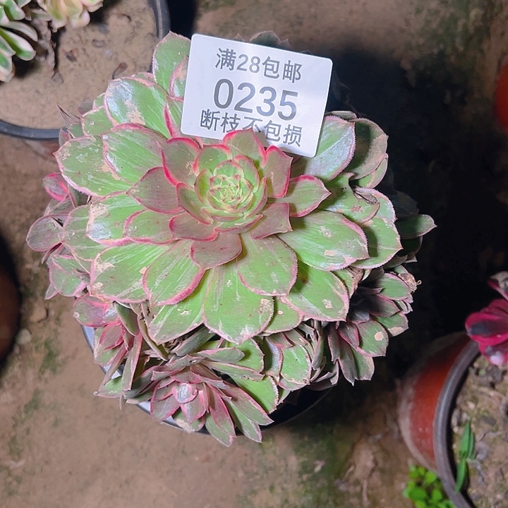0235莲花座多肉植物