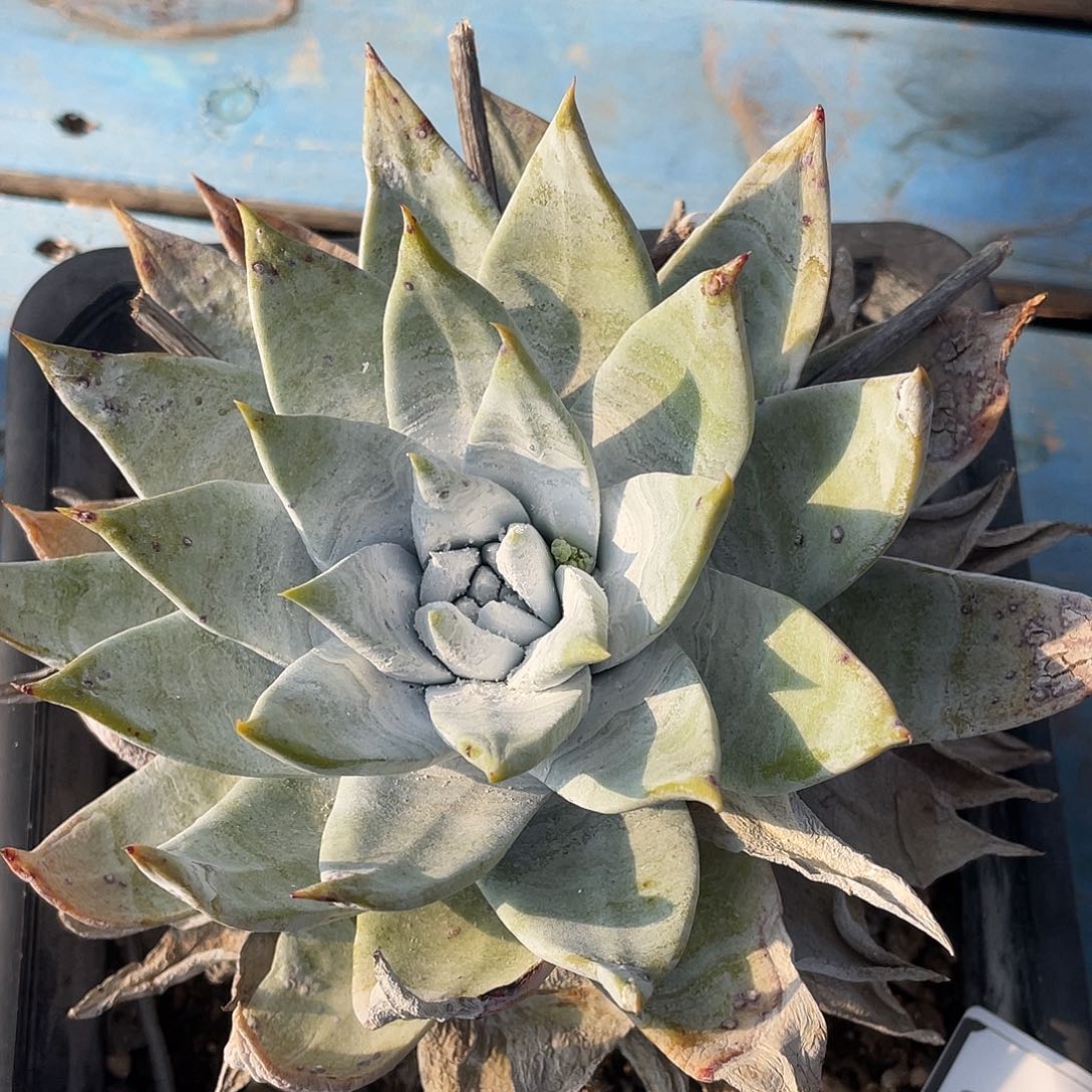 大宽叶布瑞东尼老桩11045